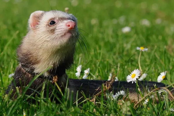 Ferret Colors