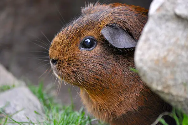 How Long Do Guinea Pigs Live: What to Expect When Your Cavy Comes Home