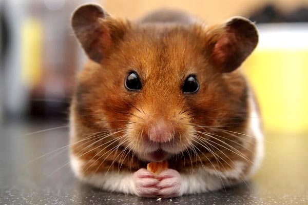 Teddy Bear Hamster Facts