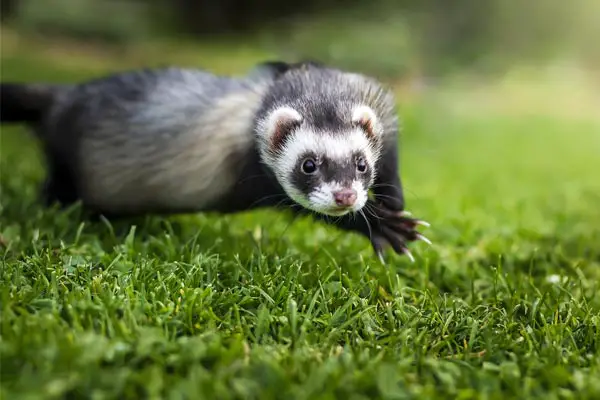 What Do Ferrets Eat In the Wild