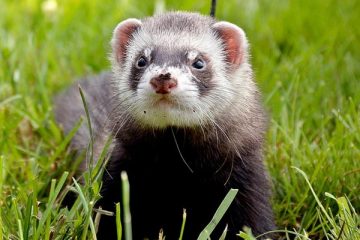 cost ferrets