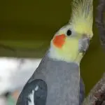 Can Cockatiels Eat Parakeet Food