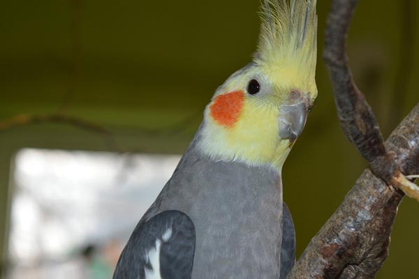 Can Cockatiels Eat Parakeet Food