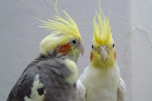 Can Cockatiels See In the Dark