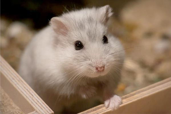 Can Hamsters Eat Bananas: How to Safely Offer This Tasty Treat
