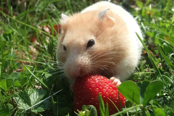 Can Hamsters Eat Strawberries