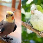 Can Parakeets and Cockatiels Live Together