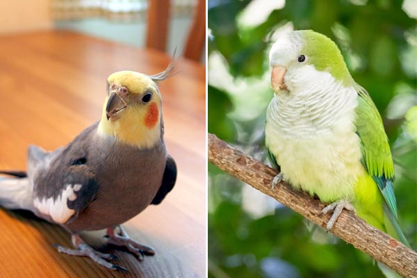 Can Parakeets and Cockatiels Live Together