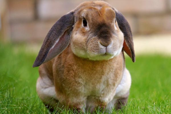 Can Rabbits Eat Guinea Pig Food