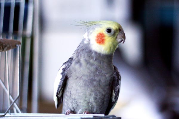 Cockatiel Hissing