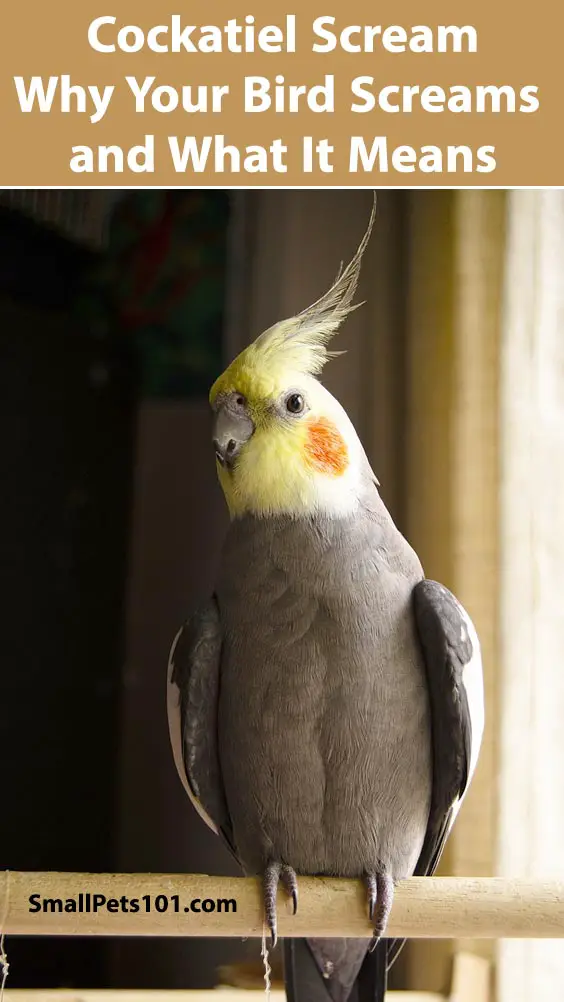 Cockatiel Scream