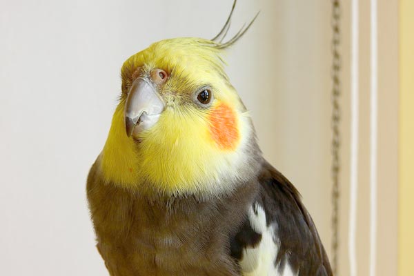 Cockatiel Scream