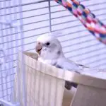 Cockatiel Sleeping on Bottom of Cage