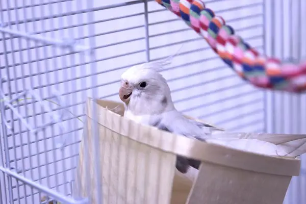 Cockatiel Sleeping on Bottom of Cage: What This Strange Behavior Means