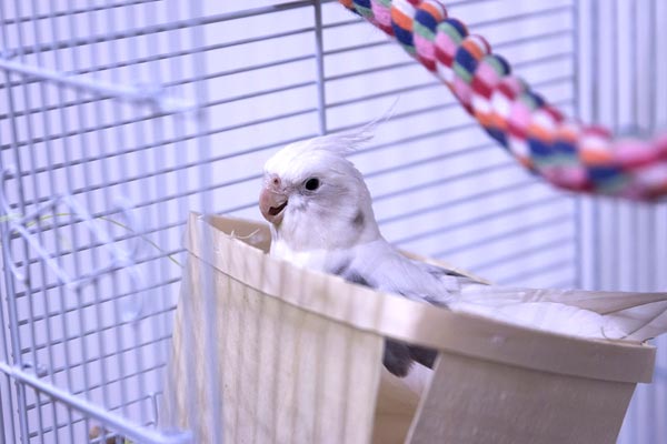 Cockatiel Sleeping on Bottom of Cage