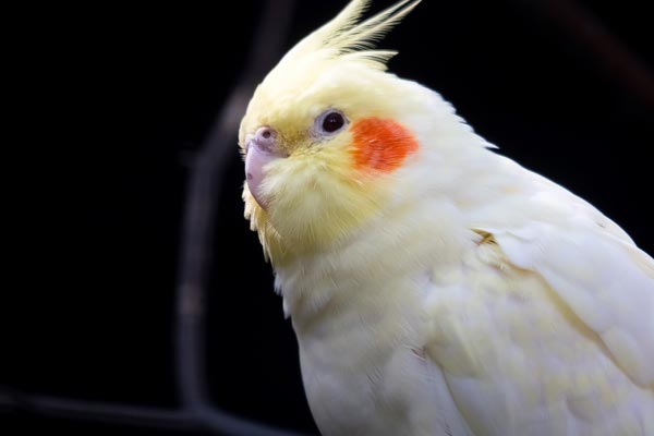 How Do Cockatiels Sleep