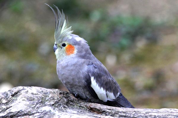 How Long Does a Cockatiel Live