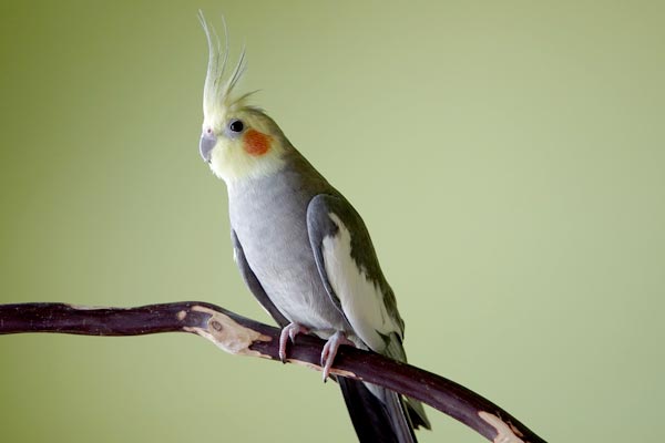 How Smart Are Cockatiels