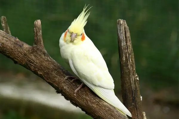 How to Clip Cockatiel Wings: the Safest Way to Do This