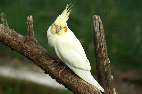 How to Clip Cockatiel Wings