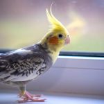 How to Tame A Cockatiel