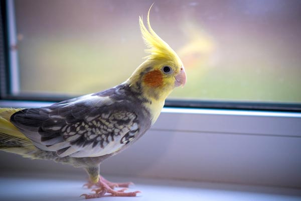 How to Tame A Cockatiel