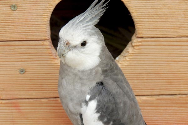 How to Tell If Cockatiel Eggs Are Fertile: A Reliable Method Experienced Breeders Use