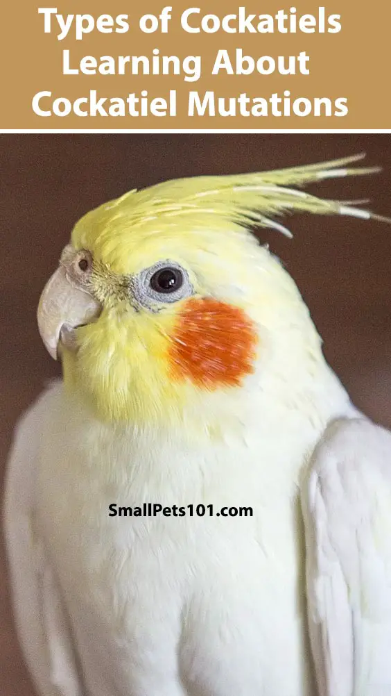 Types of Cockatiels