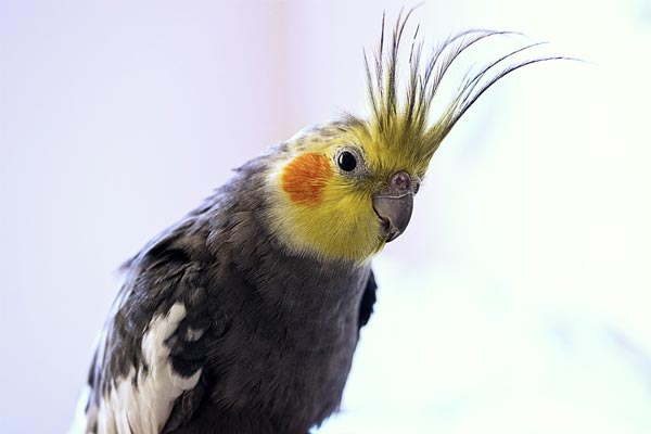 Types of Cockatiels