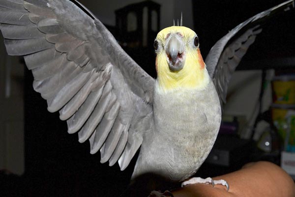 What Can Cockatiel Eat