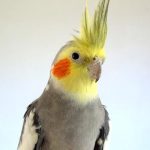 Why Do Cockatiels Bob Their Heads