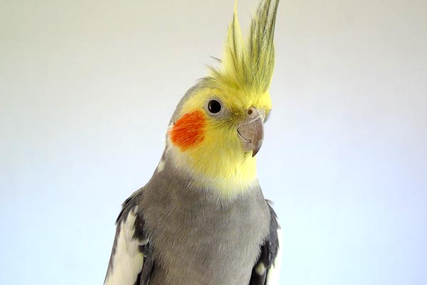 Why Do Cockatiels Bob Their Heads? The Science Behind This Common Behavior