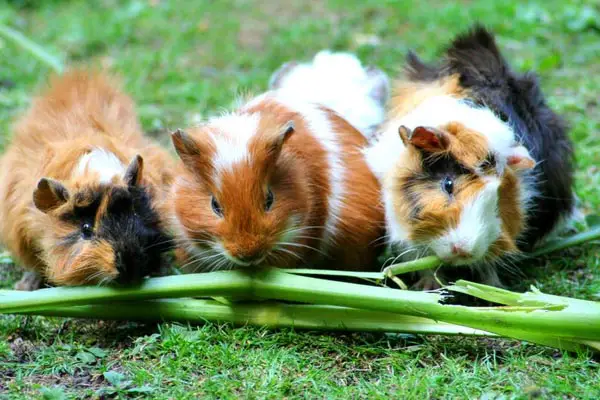 Why Do Guinea Pigs Popcorn