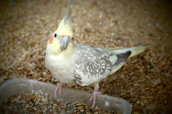 Baby Cockatiel Growth Chart