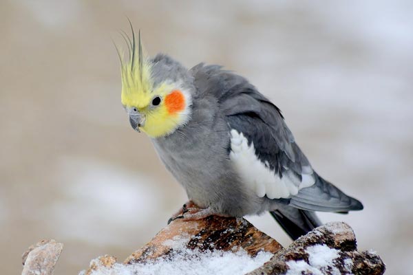 Cockatiel Molting