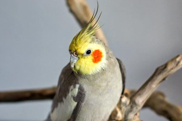 Cockatiel Sneezing