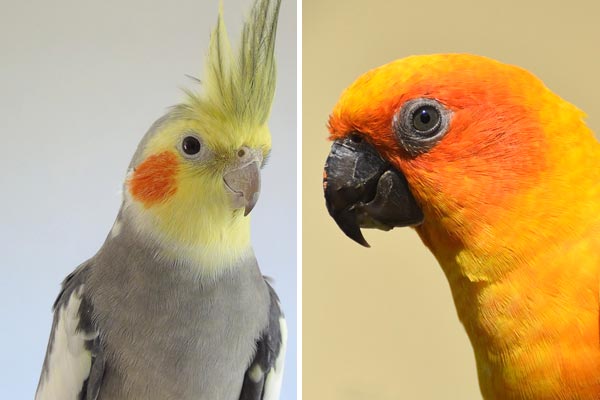 Cockatiel Vs Conure