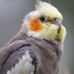 Cockatiel Won't Stop Chirping