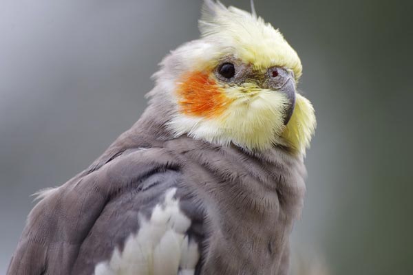 Cockatiel Won't Stop Chirping