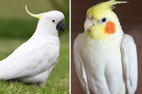 Cockatoo vs Cockatiel