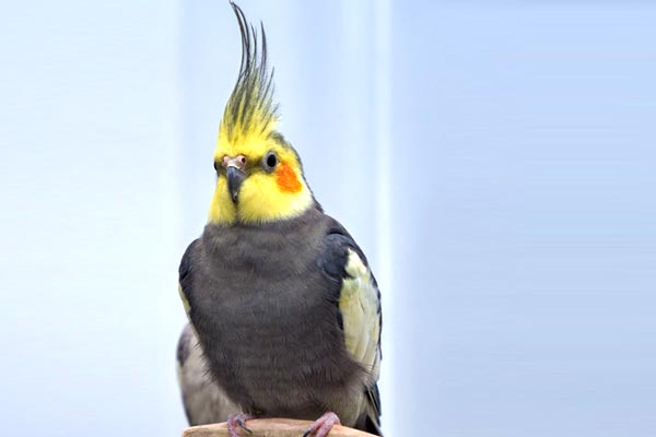 Do Cockatiels Eat With Their Feet