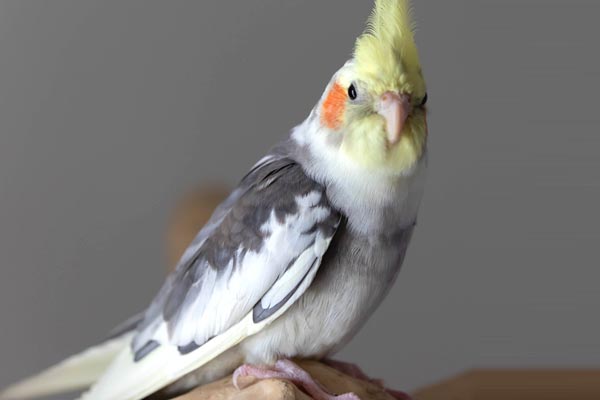 Do Cockatiels Need A Companion