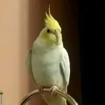 Do Cockatiels Recognize Their Owners