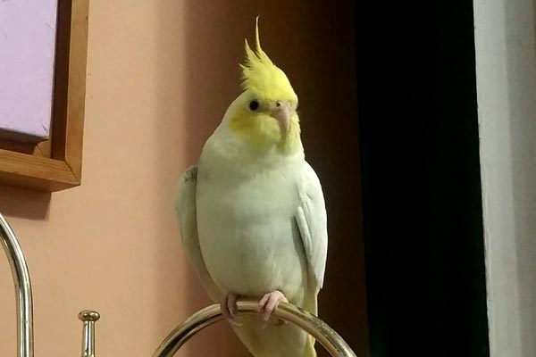 Do Cockatiels Recognize Their Owners: They Sure Do and Here Is Why