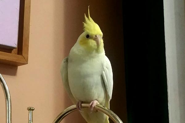 Do Cockatiels Recognize Their Owners