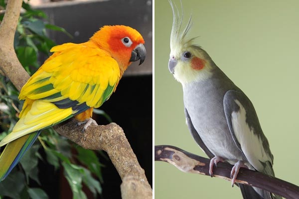 Do Cockatiels and Conures Get Along: Learn About These Very Different Parrot Species