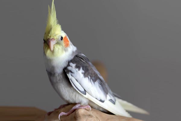 How Often Do Cockatiels Poop