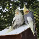 Male vs Female Cockatiel