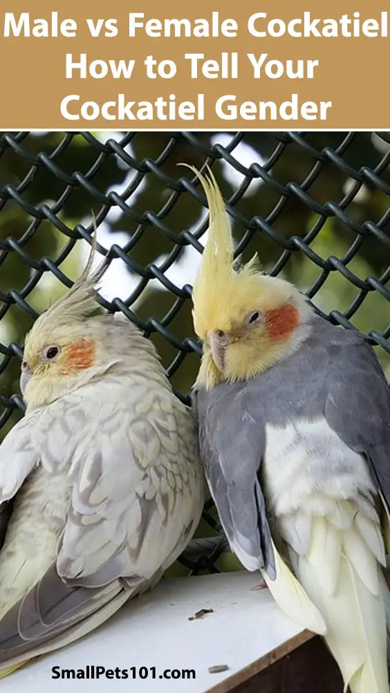 cockatoo vs cockatiel cockatoo vs cockatiel