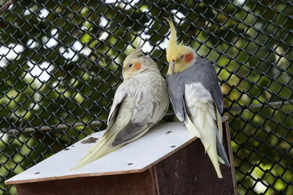 Male vs Female Cockatiel: How to Tell Your Cockatiel Gender
